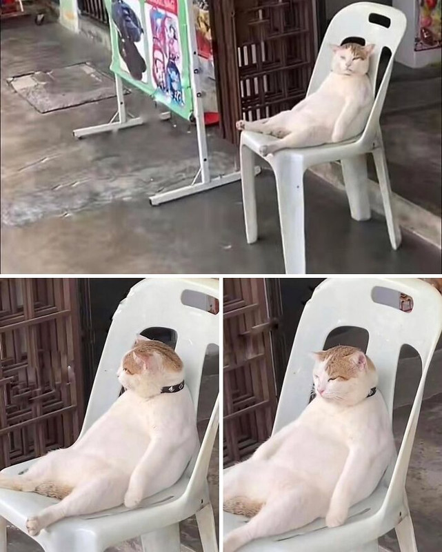 69d74e64cb239-funniest-cat-pics-memes-meowed-700.jpg