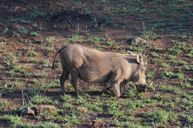 DÍA 9:  KRUGER (Berg-en-Dal – Lower Sabie) - Sudáfrica y Seychelles 2018 -  Una Honeymoon llena de vida (18)