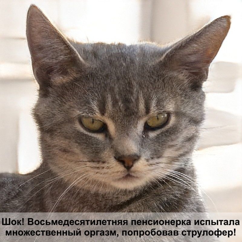мячики для кошек