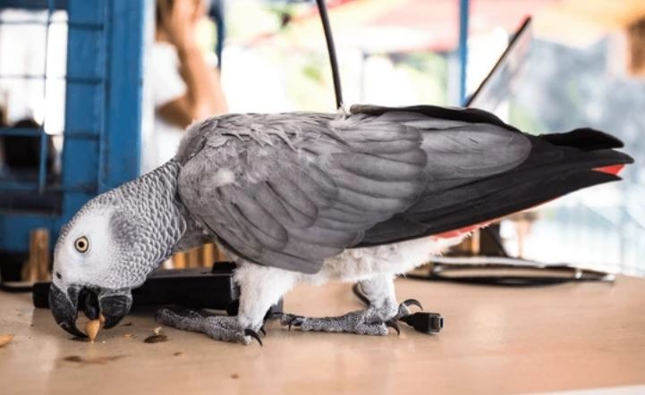 Parrots Eat Pistachio Nuts