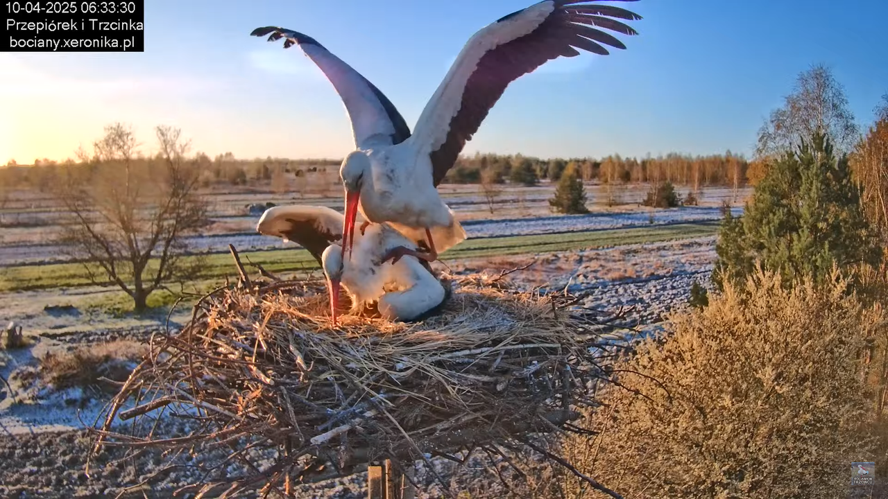 10042025bociany (17)