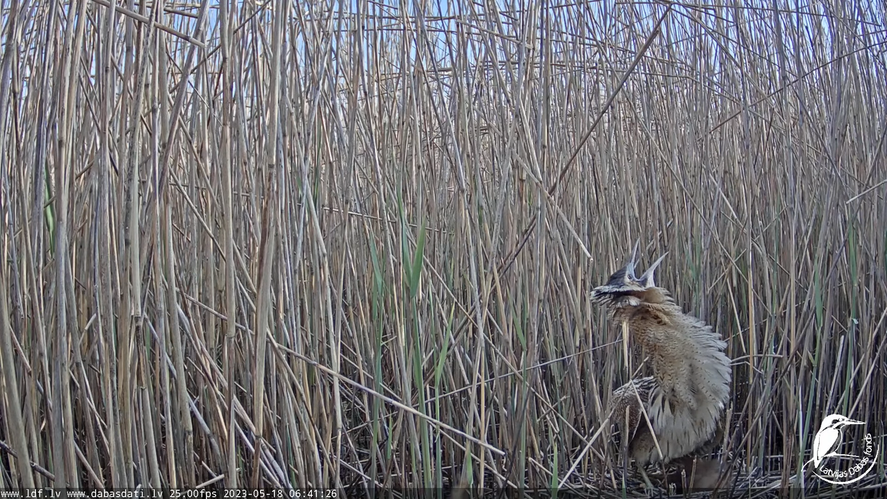 Lielais dumpis (Botaurus stellaris) Engurē - LDF tiešraide 10-9-31 screenshot
