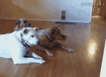 cleaning-vacuum.gif