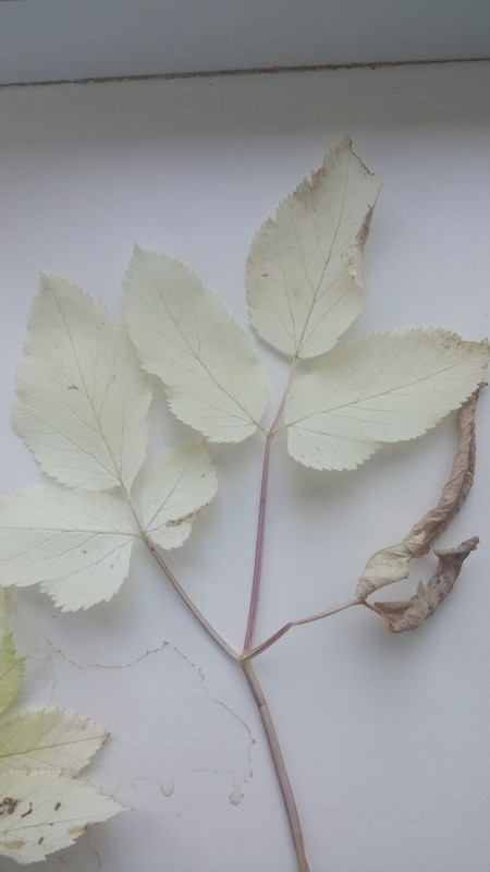 сныть альбинос 3