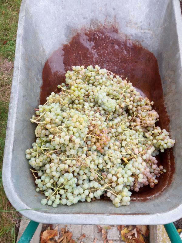 золотой потапенко