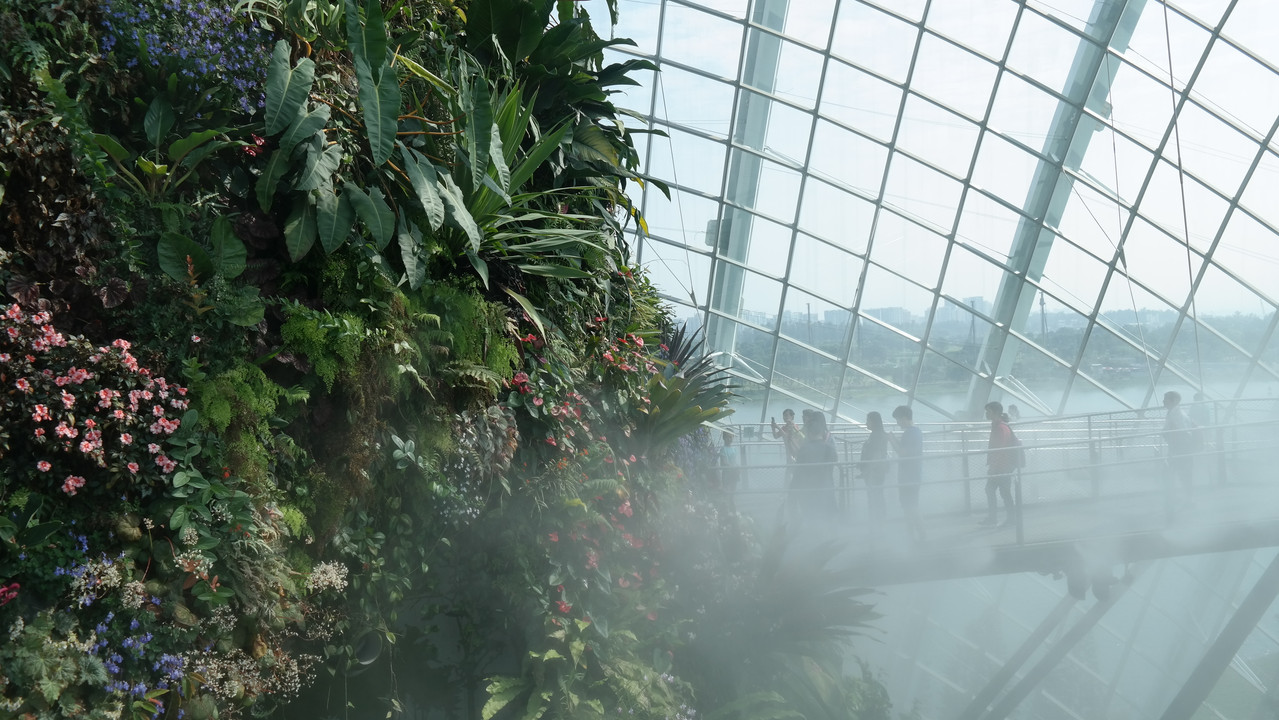 Cloud Forest 27