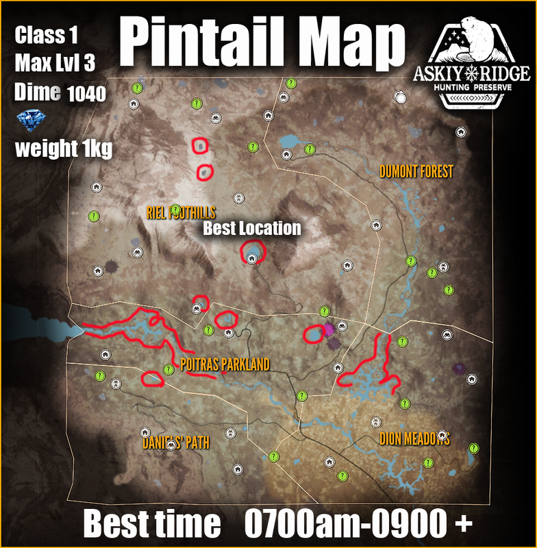 northern-pintail-map-finish