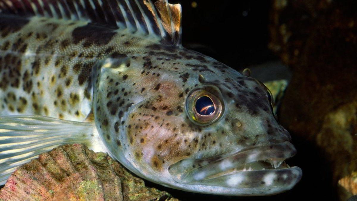 Scoperto pesce del Pacifico con più di 500 denti