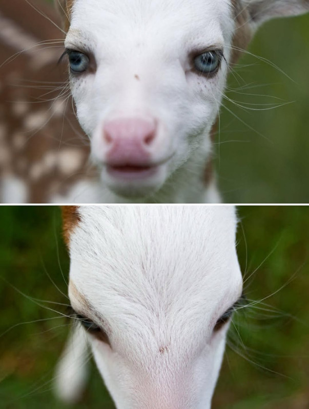 @thishowthingsworkA fawn named Dragon was born at Deer Tracks Junction, an animal farm in Cedar  (4)