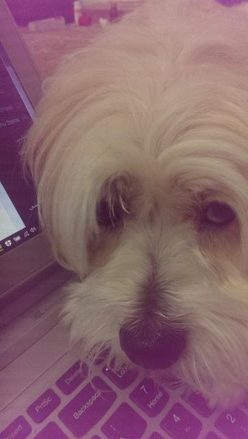 volghan hosseini (114)