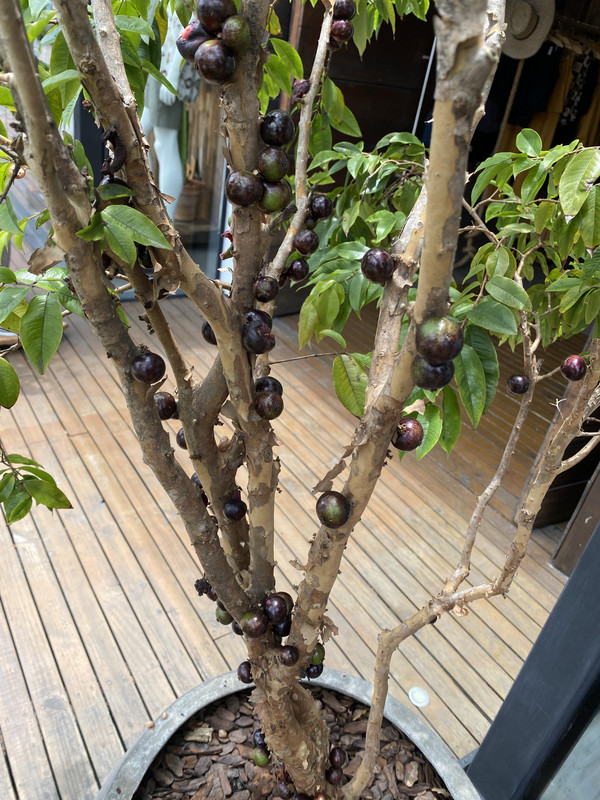 AA00DBE6-199F-47F1-B657-1A0D33C44EEA