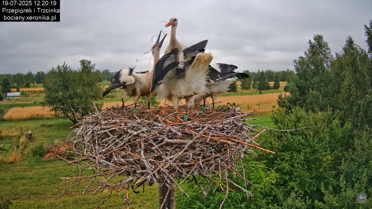 19072025bociany32