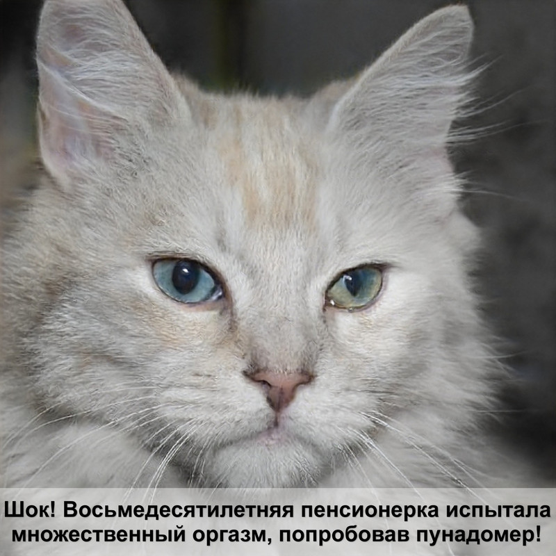 бенгальская кошка голубой окрас