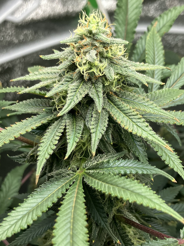 C7404D59-1331-4B23-B9AD-59DF09572749