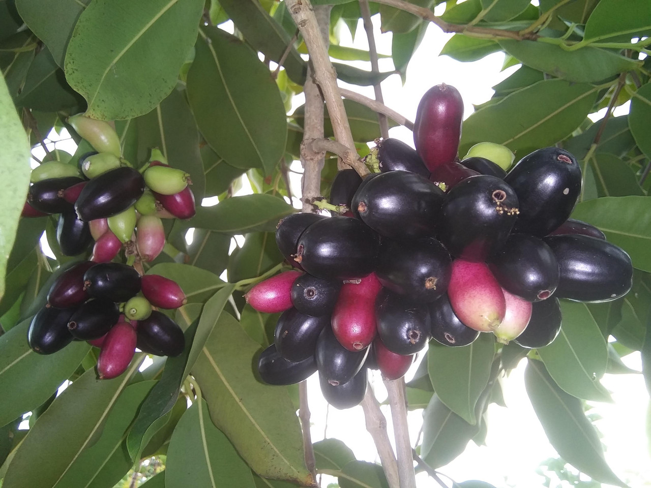 java plum5