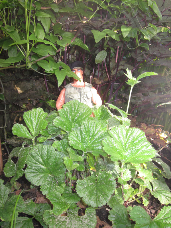 My Action Man posing in the garden    (Ackie88) IMG-0999