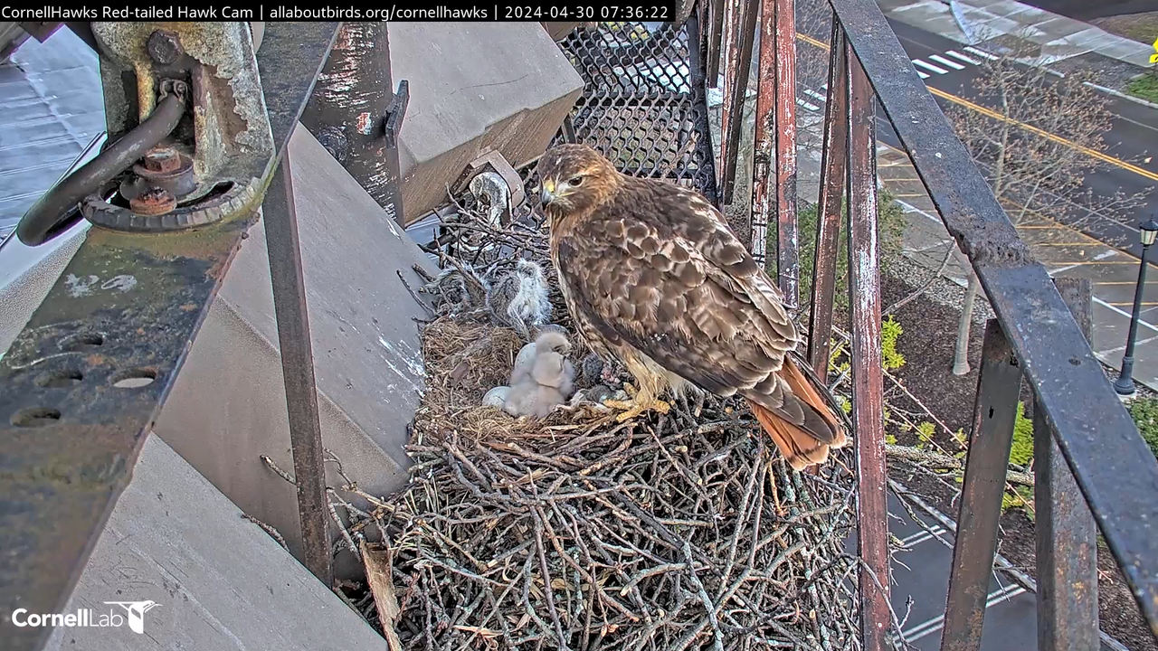 Cornell Red-tailed Hawks tiešraides kamera —#CornellHawks_ Kornela laboratorija 10-22-0 screenshot