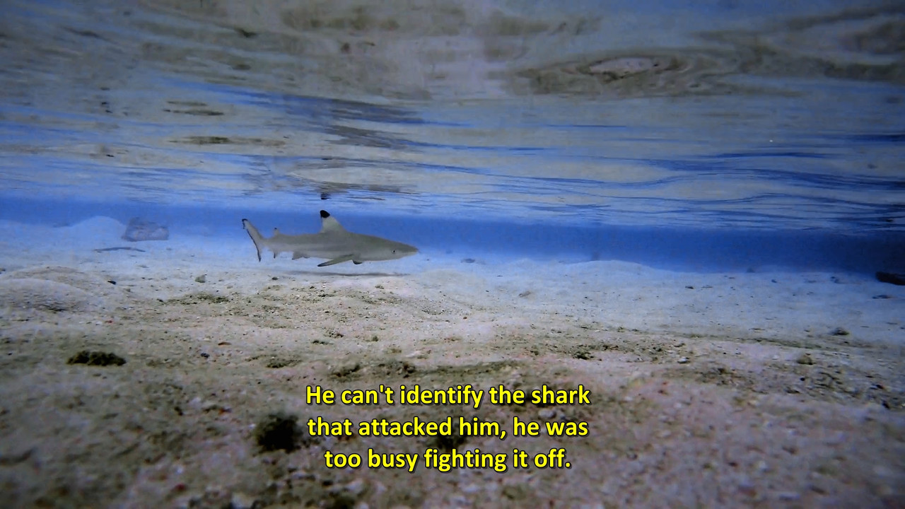 Shark Attack Files  S01E04 Disney  1080p WEB DDP x264-NM21vi.mkv_snapshot_04.00.240