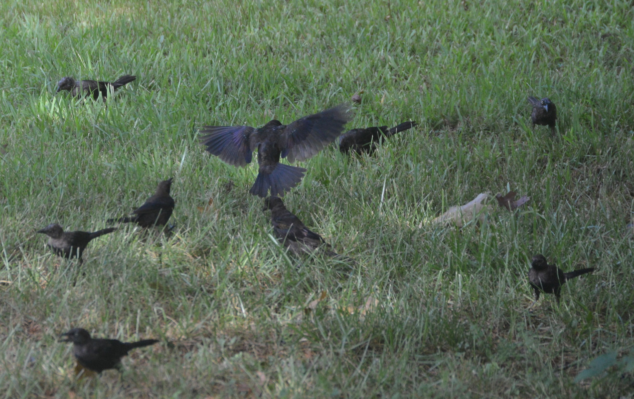 2021-8-13 Grackles (27)