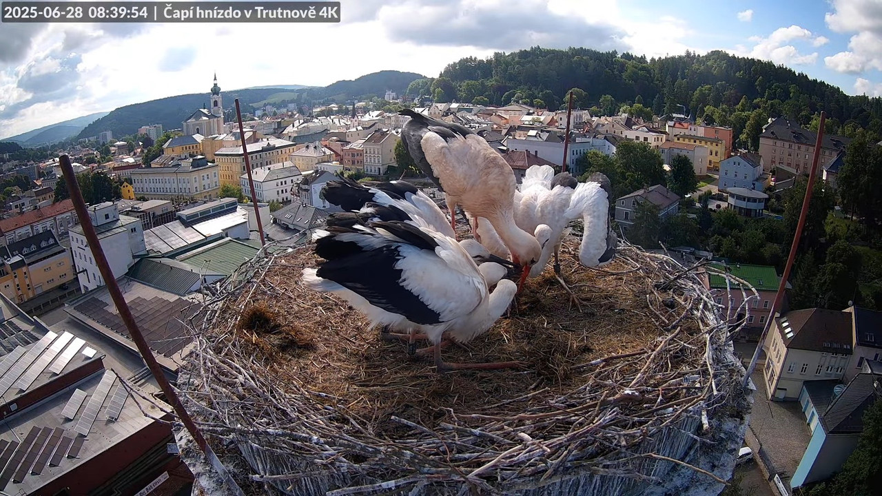 Živě z čapího hnízda na pivovarském komíně v Trutnově 12-32-54 screenshot