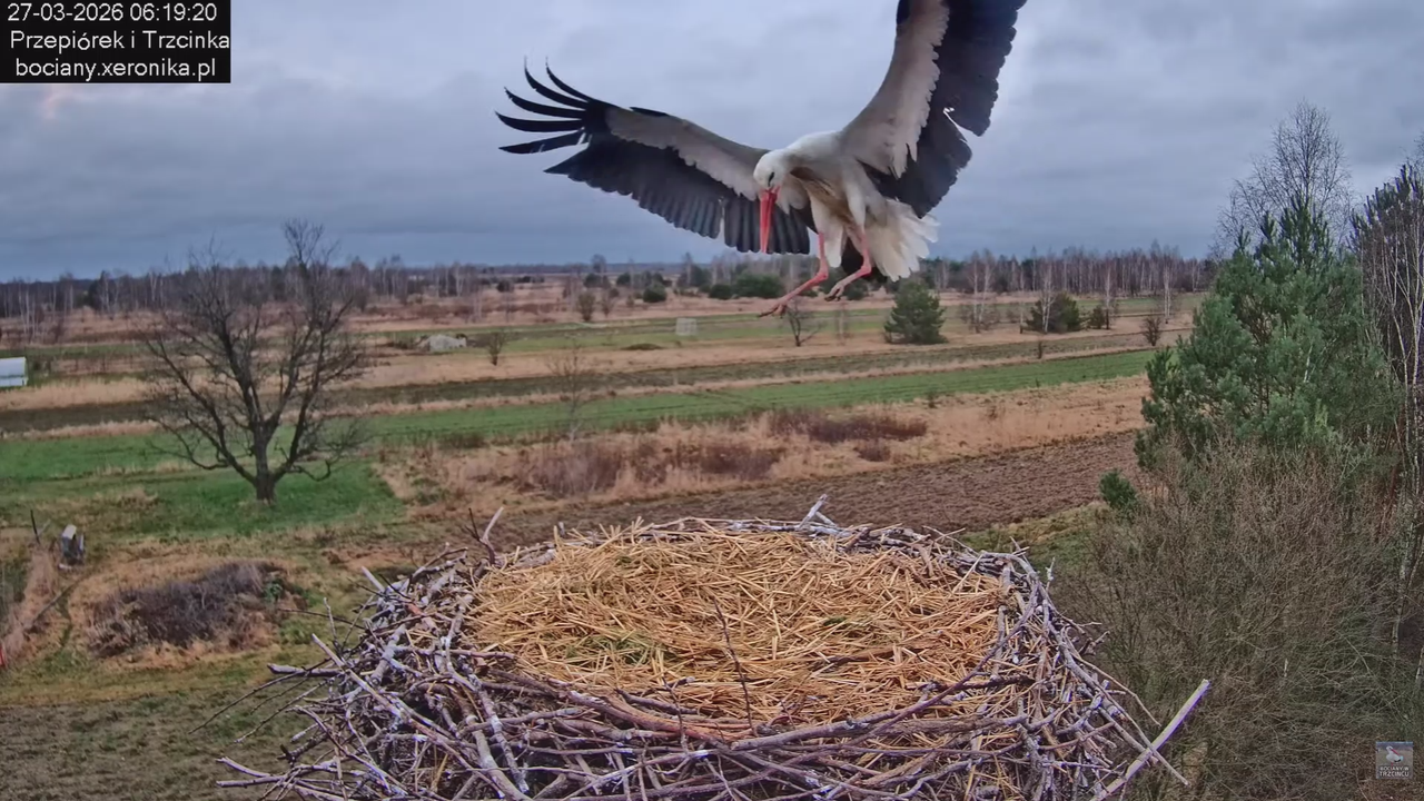 27032026bociany 6 (2)