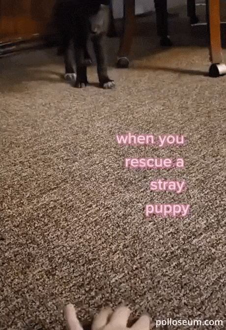 https://i.postimg.cc/hvD72vWt/9.gif