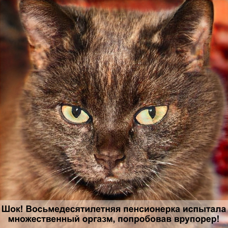 лысые кошки породы кудрявые