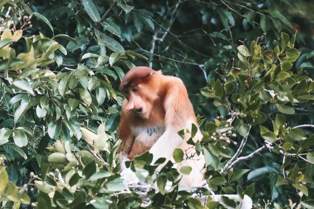 Singapur e Indonesia 2018 - Blogs de Indonesia - Borneo (P.N. Tanjung Puting) (15)