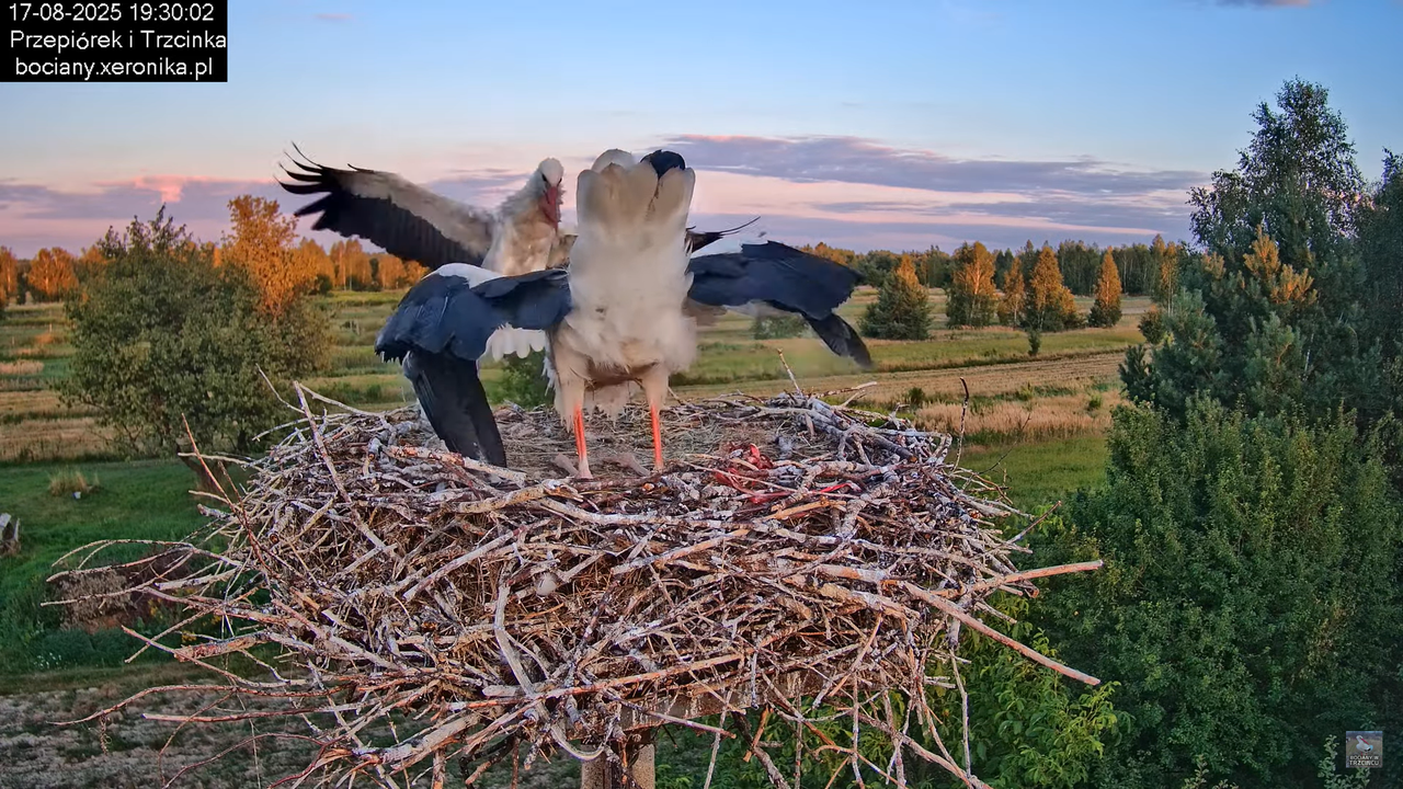 17082025bociany36