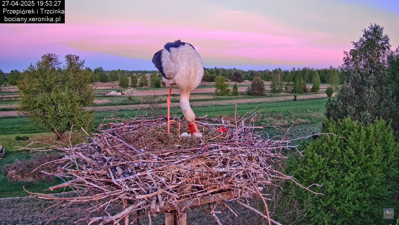 27042025bociany24