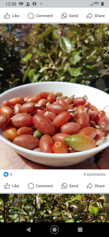 Screenshot_20250202-123012