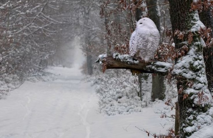 hiblanc.jpg