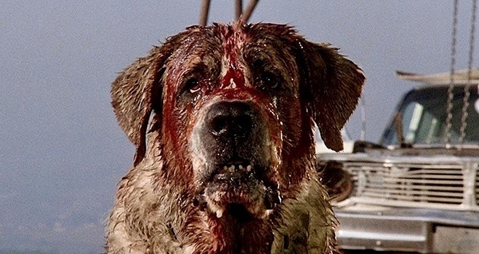 CUJO-FOTOR.jpg