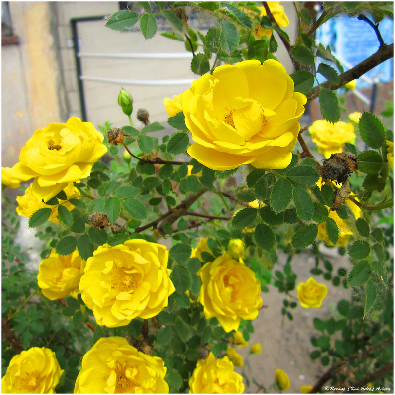 IMG 7250 копия — Postimages