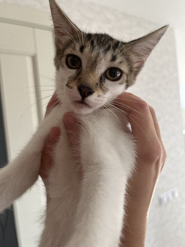 IMG-194b531f2e063b79227b432f37d2a635-V