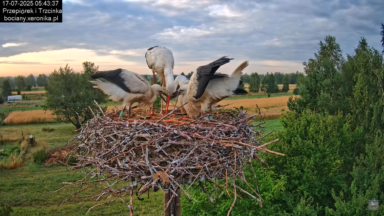 17072025bociany7