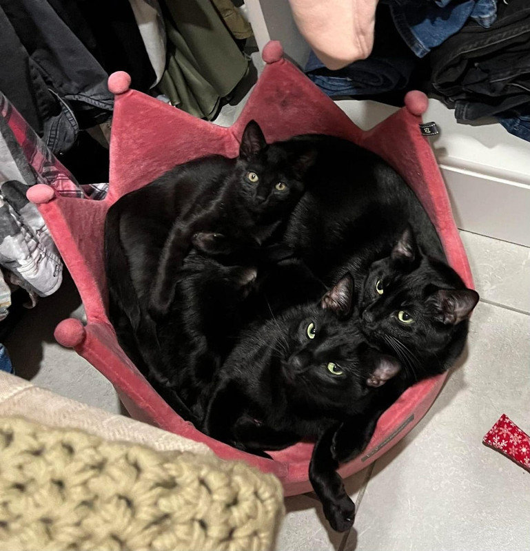 i-bought-one-cat-bed-and-accidentally-started-a-cult-v0-rcz42l7kt53h1.jpg