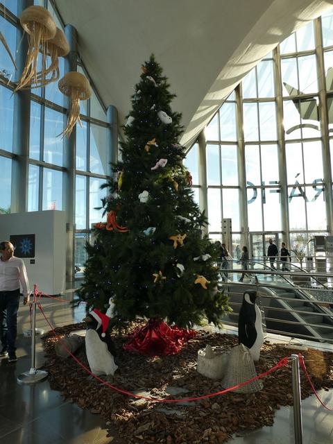 VALENCIA en un fin de semana - Blogs de España - Sábado 30/12: Llegada a Valencia y visita al Oceanogràfic (6)