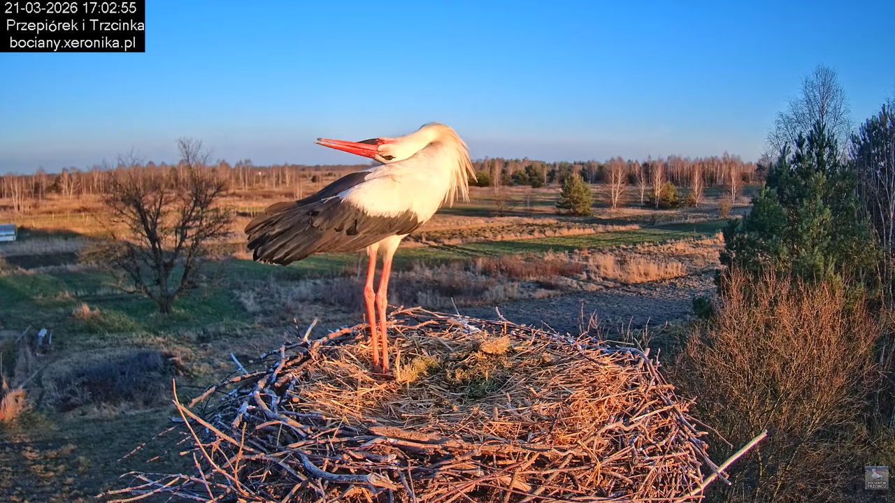 21032026bociany 24