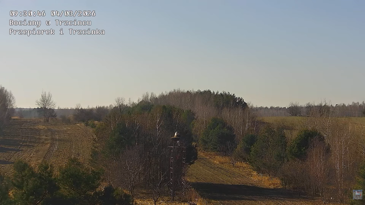 04032026 Prace przy gnieździe 6