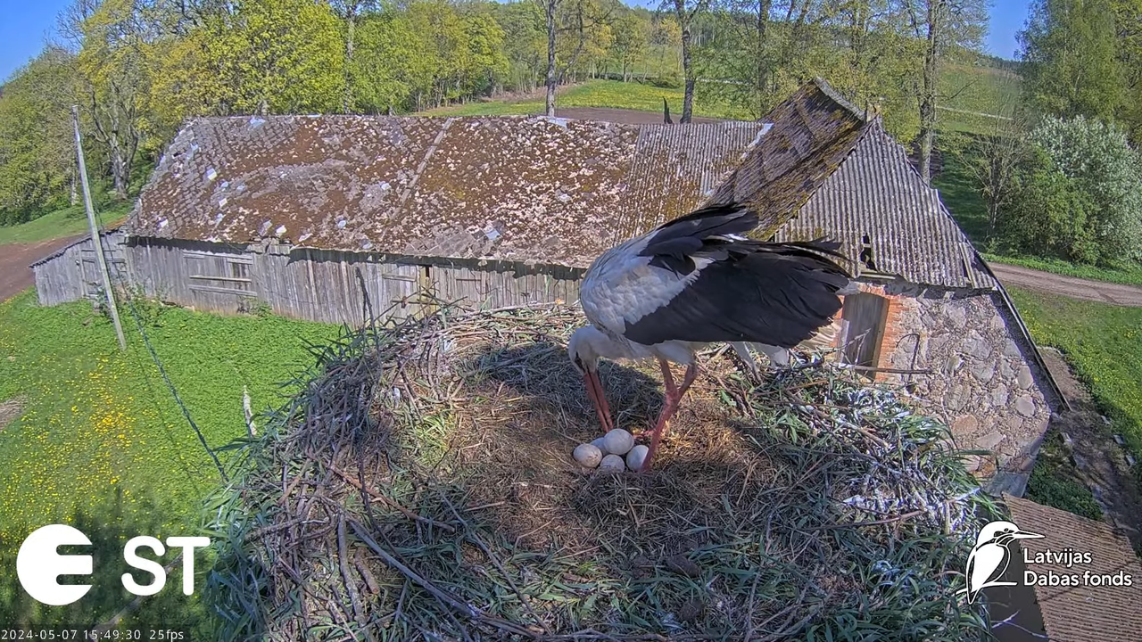 Baltie stārķi (Ciconia ciconia) Tukuma novadā - LDF tiešraide __ White storks in Tukums, Latvia 9-47