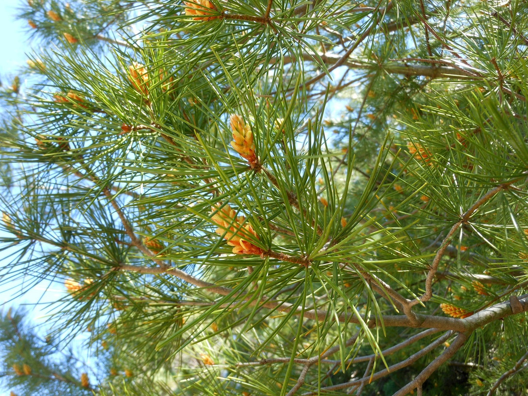 сосна бунге3