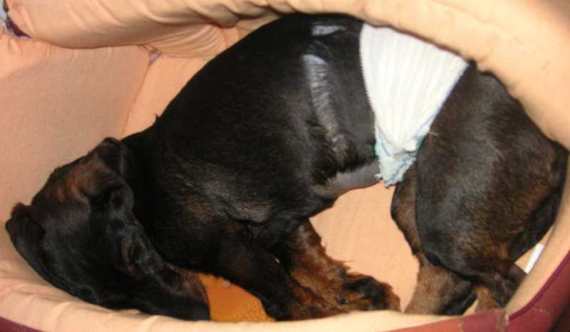 [Image: bretzelbotticellietlestitis009.jpg]