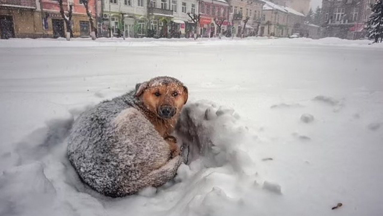 Bambina sopravvive alla tempesta di neve abbracciando un cane randagio