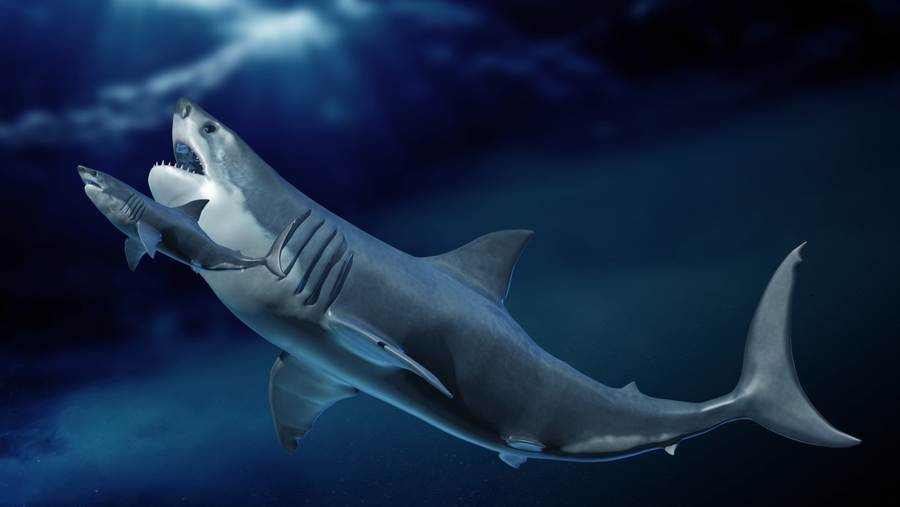 Perchè si è estinto il Megalodonte? Enorme squalo preistorico a sangue caldo