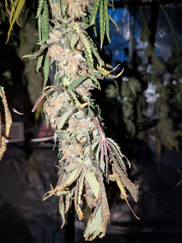 PXL 20260913 171854215