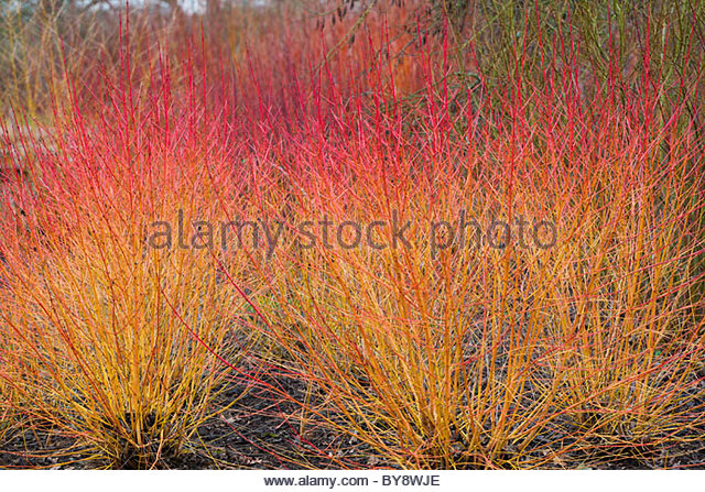 cornus-sanguinea-midwinter-fire-dogwood-by8wje