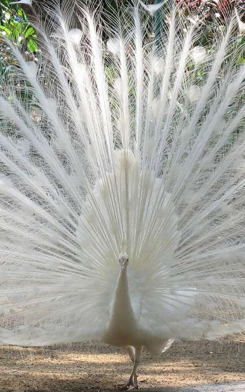whitealbinopeacock.jpg