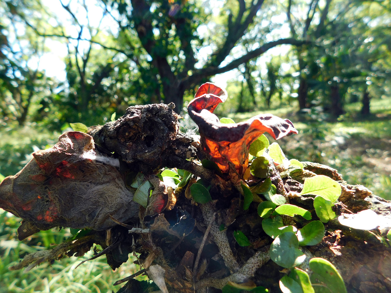 This week's "Fungi-Friday" was held at Our Lady of the Garden [Esp/Eng]