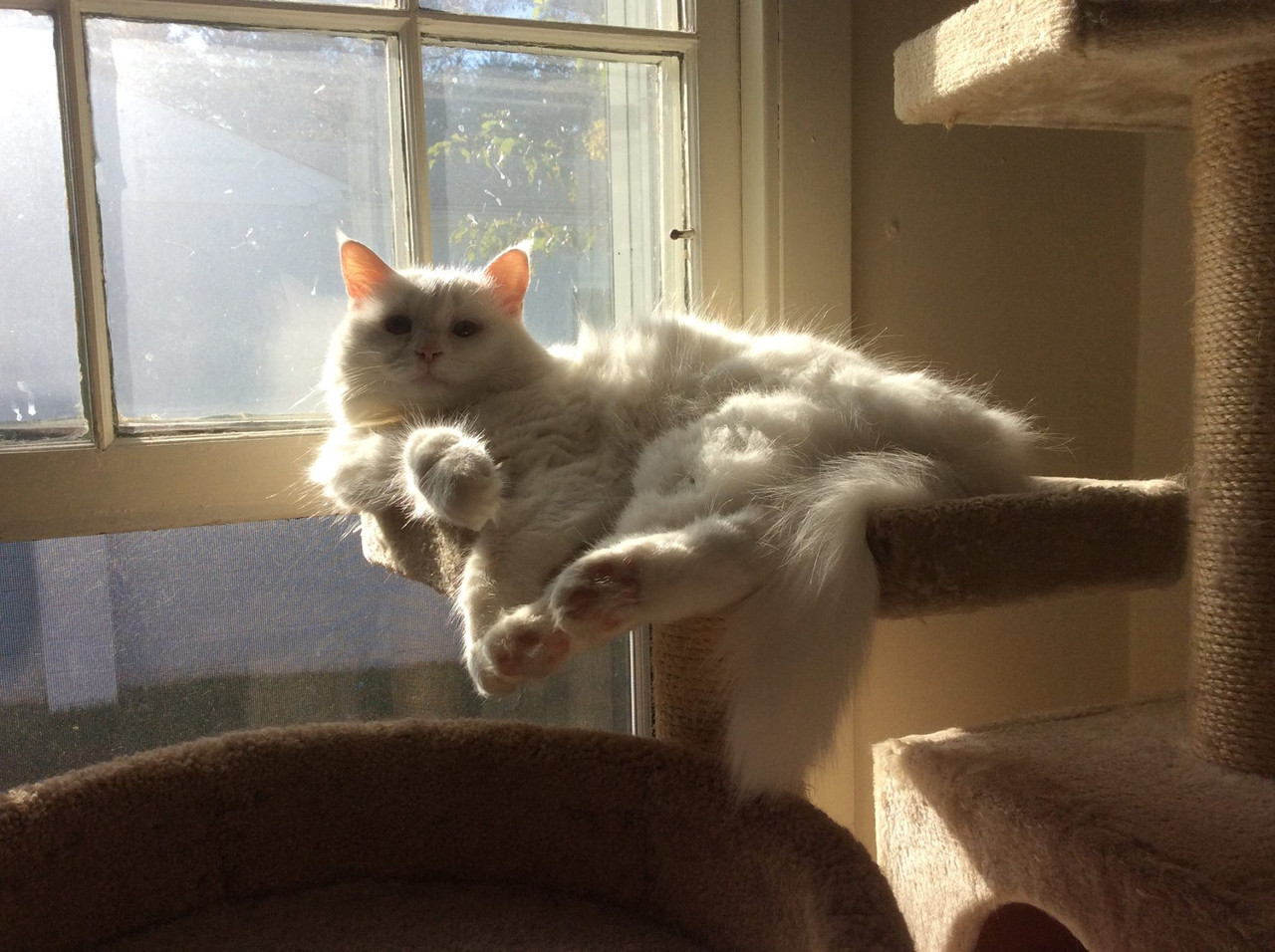 adizzlepuss